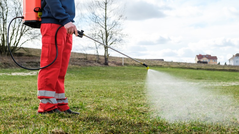 A person sprays weed killer on some grass