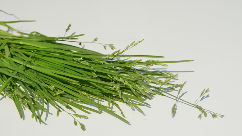 Annual bluegrass is scattered on a white surface