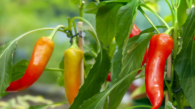 Growing peppers on vine