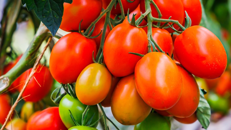 Roma tomatoes on the vine