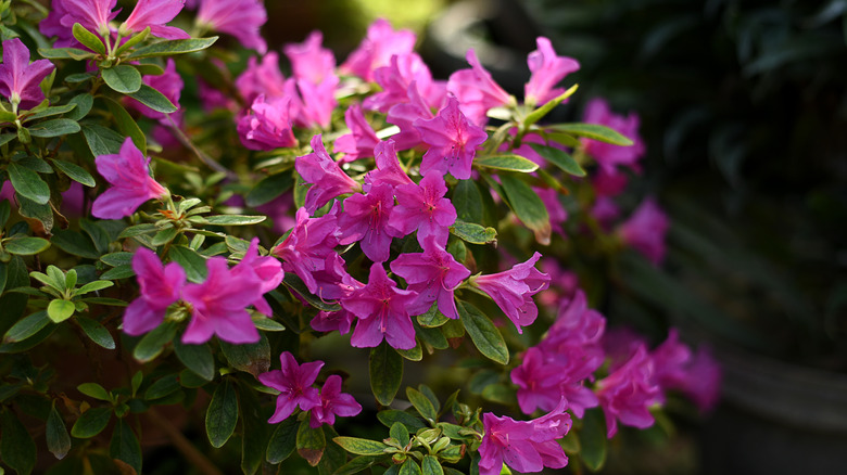 Close up of flowering pink azaleas