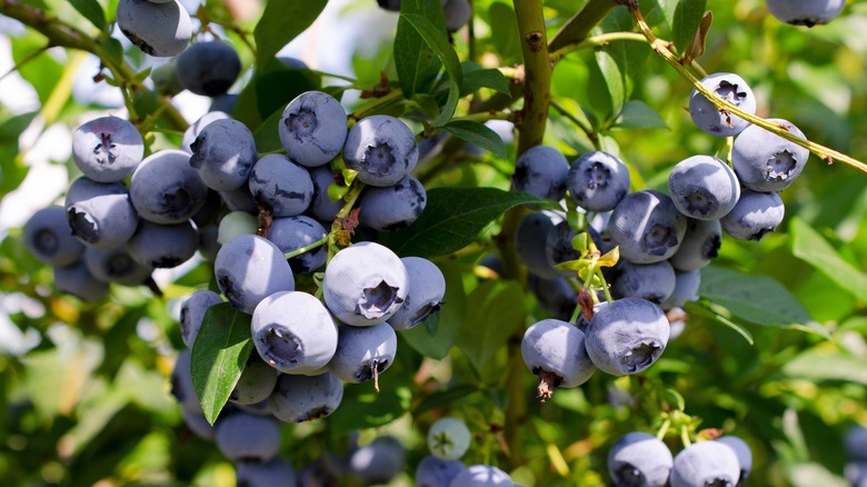 Close up of blueberries on branch