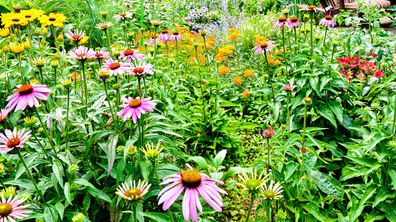 Colorful native pollinator plants in backyard