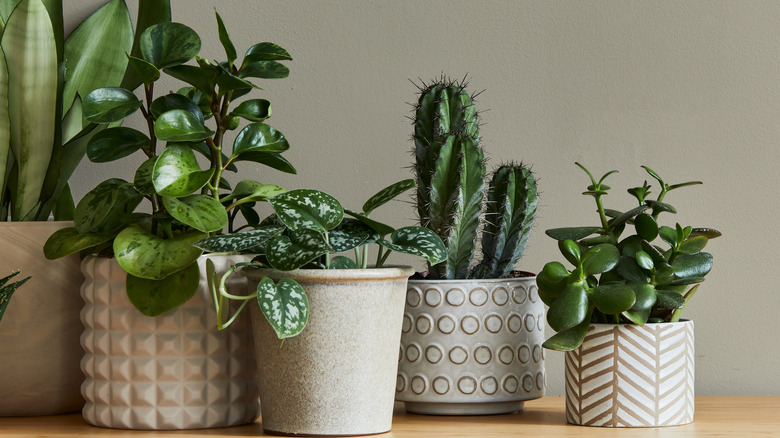 Succulents and cacti in ornamental pots