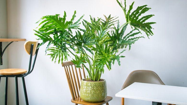 Philodendron in green ceramic pot