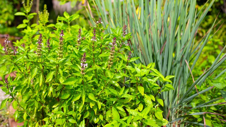 Sweet basil and lemongrass growing together in a garden