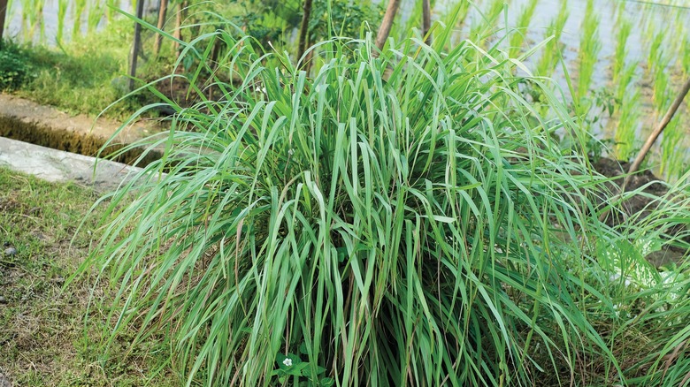 Green lemongrass bush growing in garden