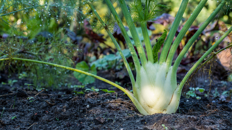 Fennel plant growing in moist garden