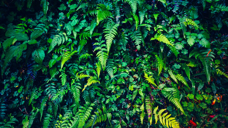 Ferns grow in the shade with other plants