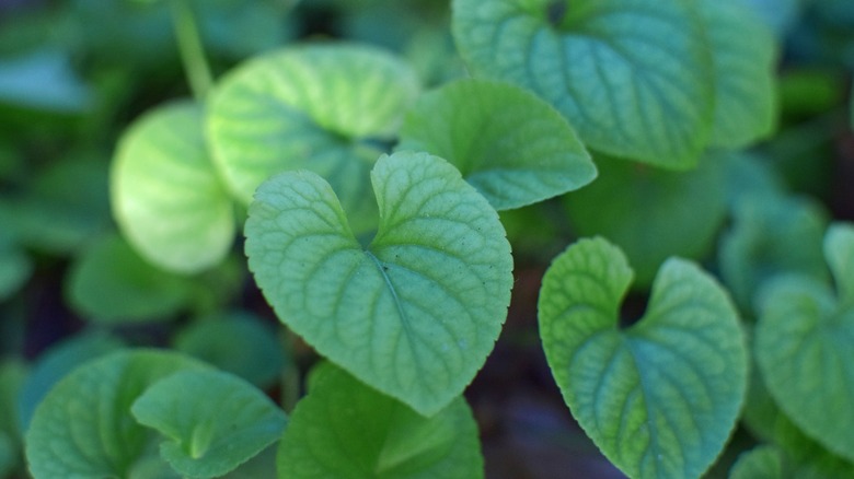 Wild ginger growing in a yard