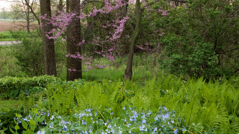 Ferns and virginia bluebells grow around flowering eastern redbud