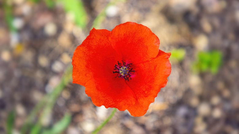 Poisonous poppy