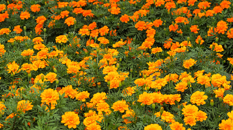 Marigolds in a field