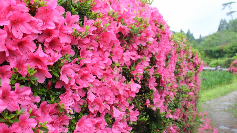 Azalea bush in bloom along pathway