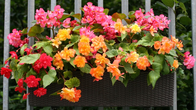 Multi-colored begonias in flower box