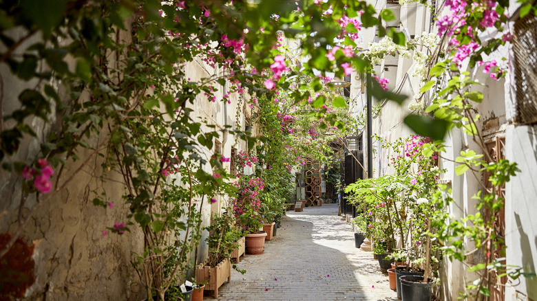  Bougainvillea growing over pathway