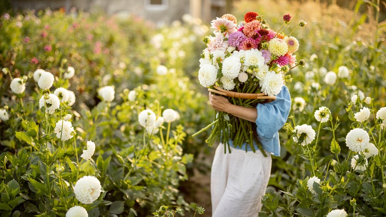 Woman carrying bouquet of dahlias