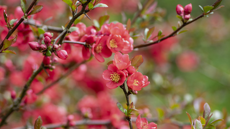 Beautiful flowering quince branch in bloom