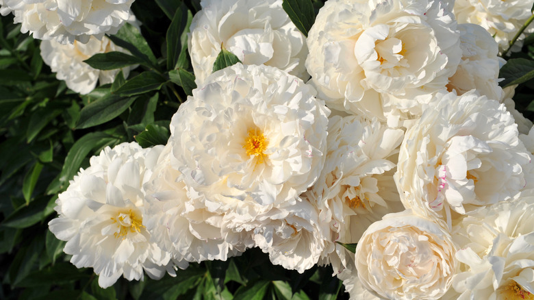 White peonies in full bloom