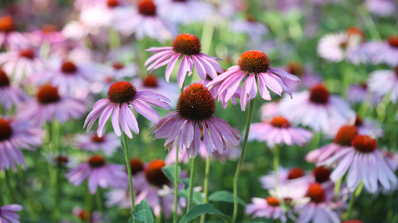 Patch of purple coneflowers