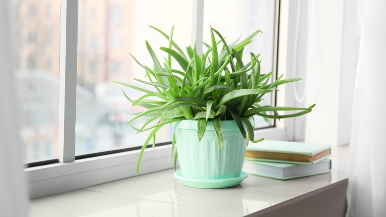 aloe vera plant by window