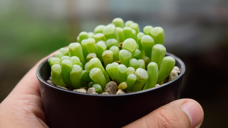 hand holding baby toes plant