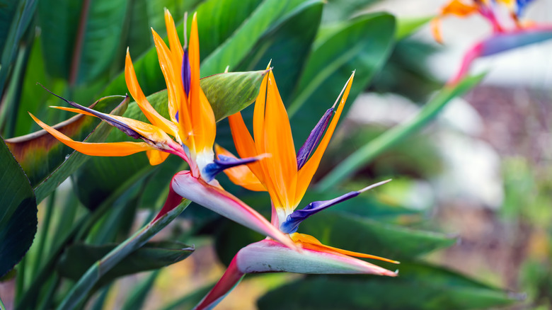 bird of paradise up close