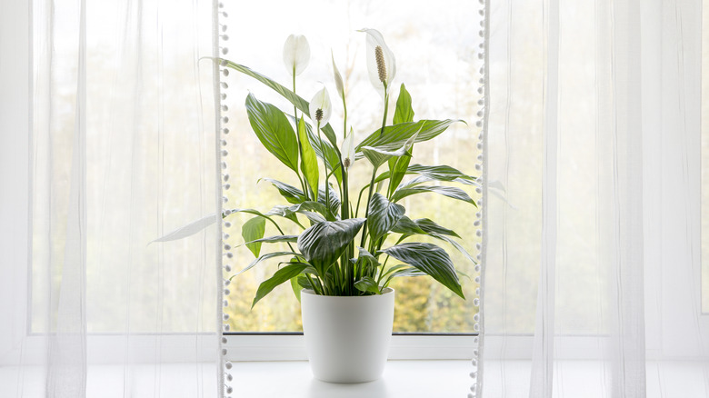 peace lily plant by window