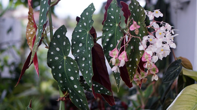 polka dot begonia up close