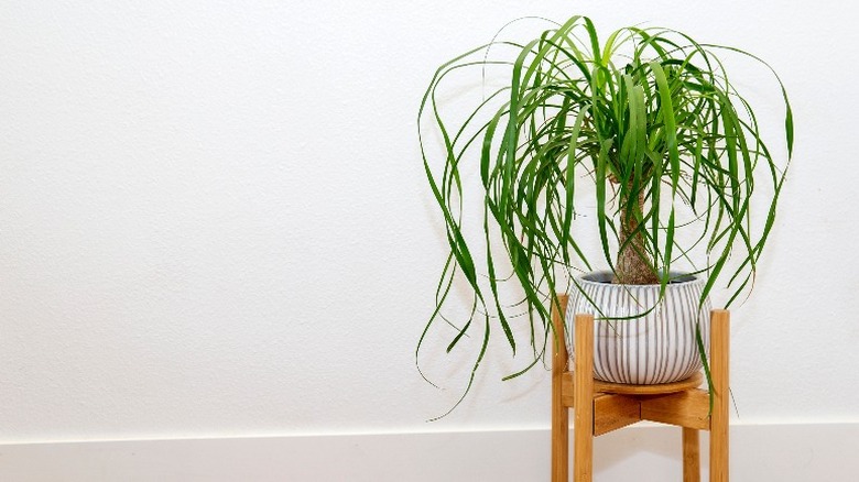 ponytail palm in white pot