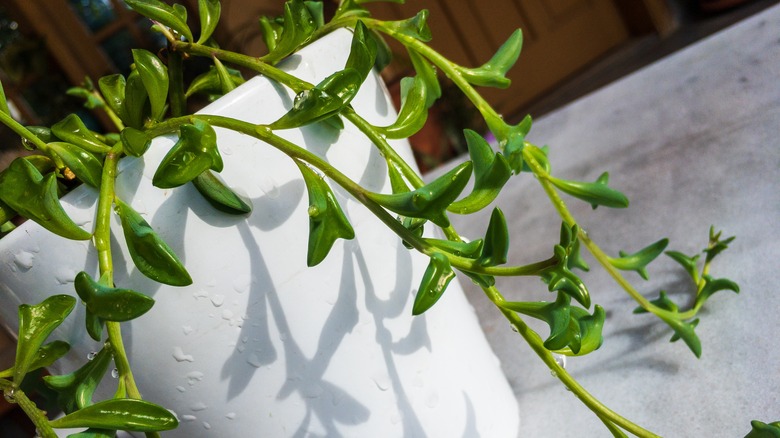 string of dolphins plant