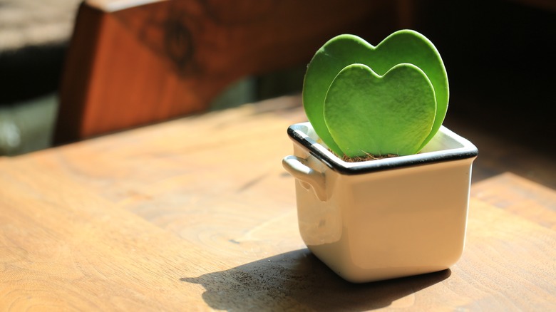 sweetheart plant in white pot