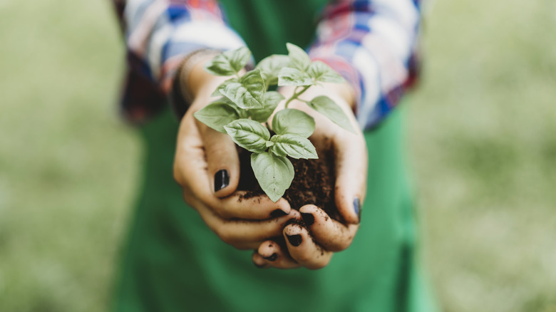 person holding basil plant