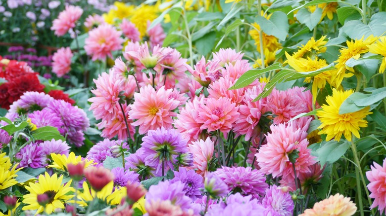 mums in many colors