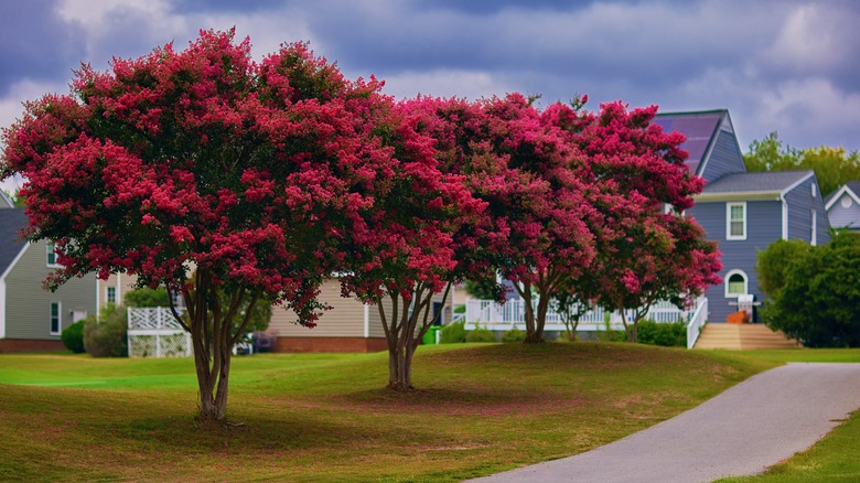 trio of crape myrtle trees