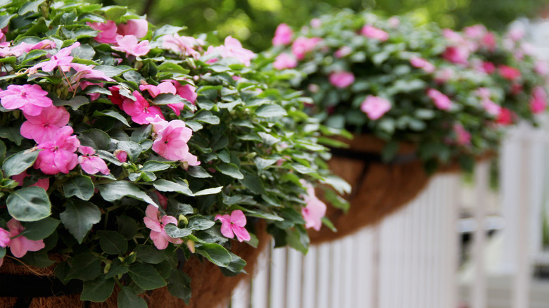 impatiens in boxes on fence