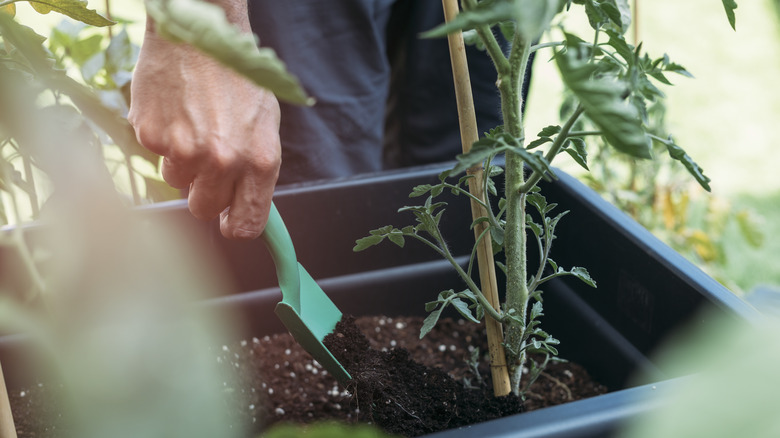 hand fertilizing a tomato plant