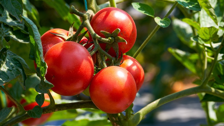 tomatoes growing on plant