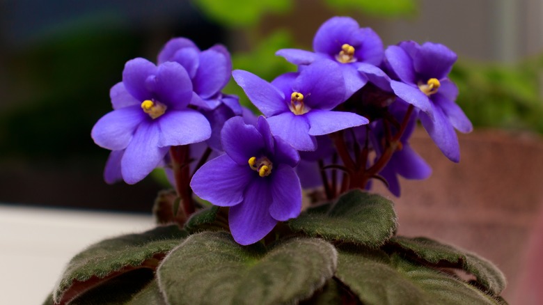 African violets with fuzzy foliage