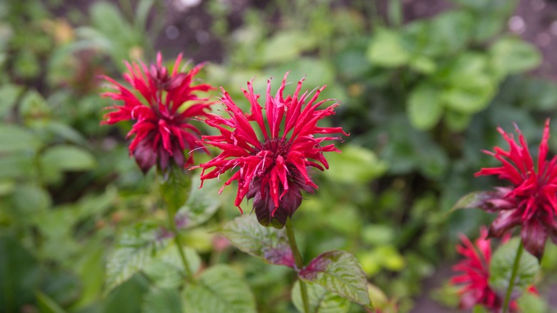 Red bee balm flowers