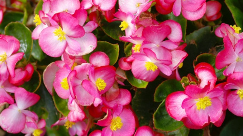 Pink Begonias close up