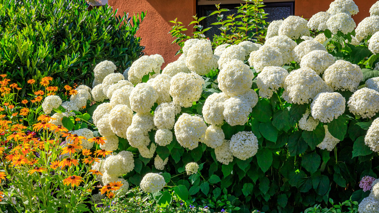 White blooming big leaf hydrangeas