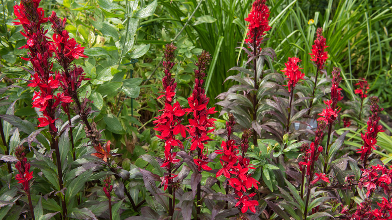 Cardinal flower with terminal spikes