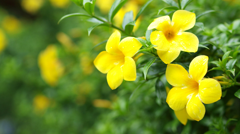 Carolina jessamine vine in bloom