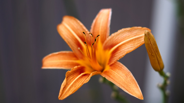 Single orange Daylily in bloom