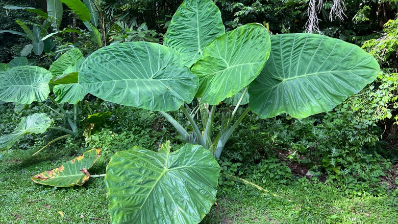 Giant elephant ear in garden