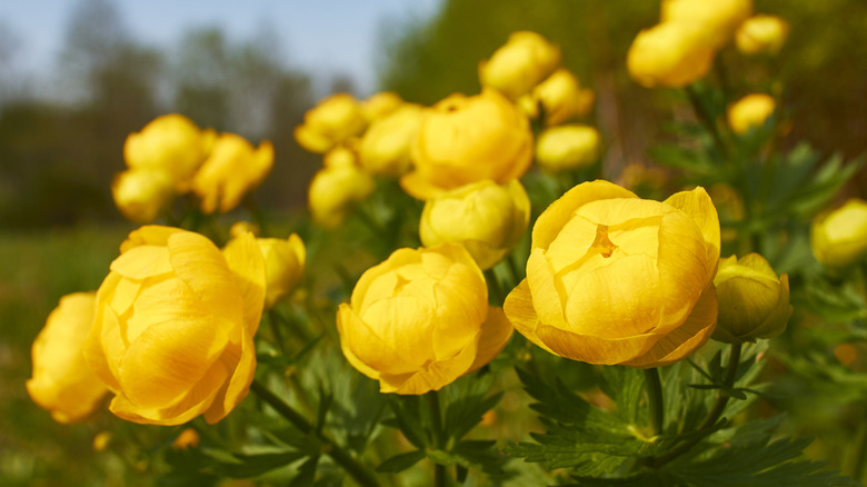 Many yellow Globeflowers outside 