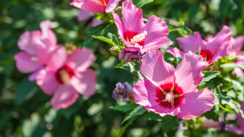 Pink hardy hibiscus flowers