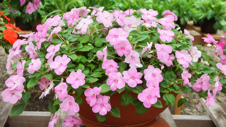 Impatiens blooming in container