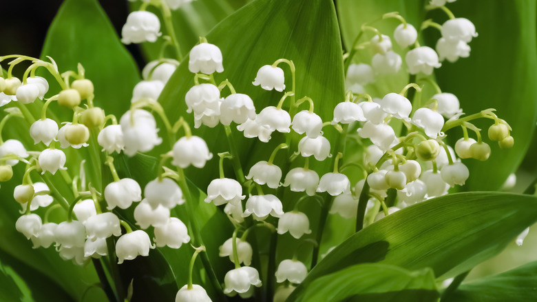 Lily of the Valley flowers